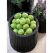 Keter Large cylinder planter műanyag kaspó, whiskey barna