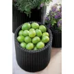 Keter S+M+L Cylinder planters műrattan kaspó szett, antracit színű