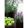 Keter S+M+L Cylinder planters műrattan kaspó szett, whiskey barna színű