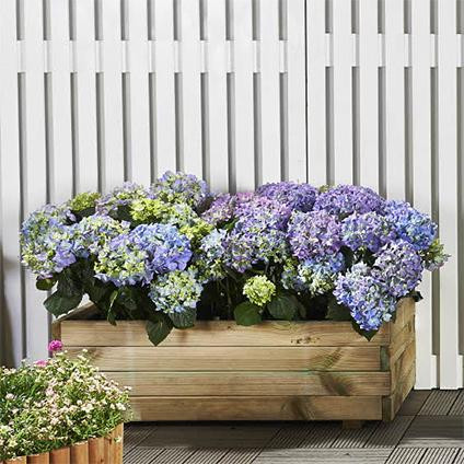magaságyás LANITPLAST POTTING8 (S7231) LG2402